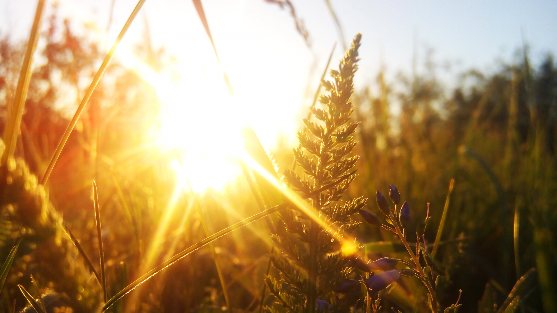 Обои закат, солнечный свет, пшеница, свет, трава в разрешении 1920x1080