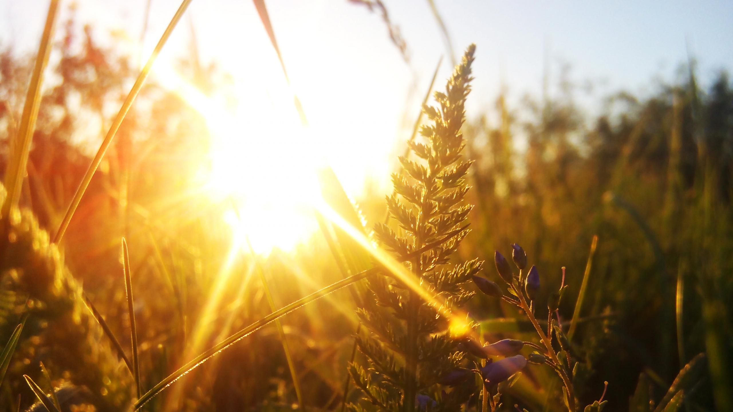 Обои закат, солнечный свет, пшеница, свет, трава в разрешении 2560x1440