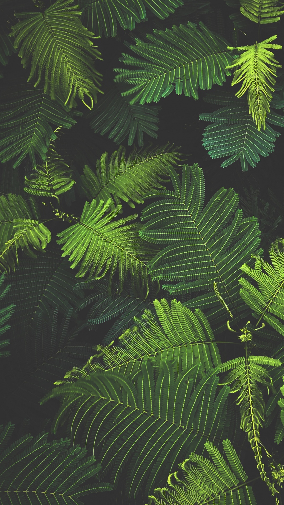 Обои Новый год, Рождество, растительность, лист, наземное растение в разрешении 1080x1920