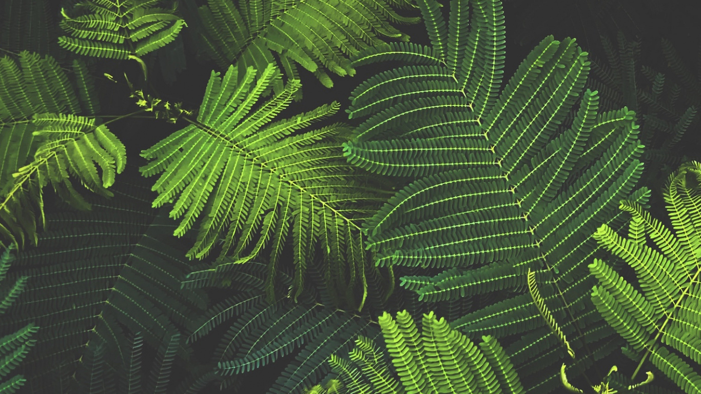 Обои Новый год, Рождество, растительность, лист, наземное растение в разрешении 1366x768