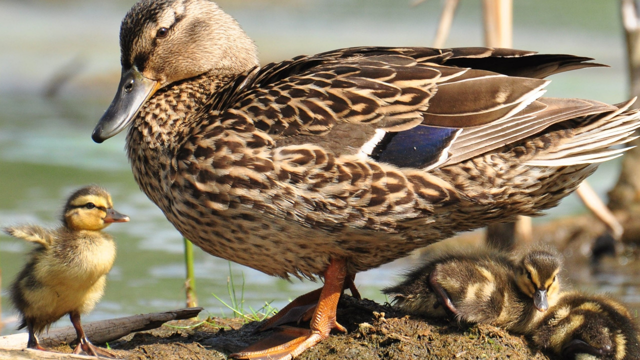 Обои утка, птица, клюв, водоплавающие птицы, Дикая утка в разрешении 1280x720