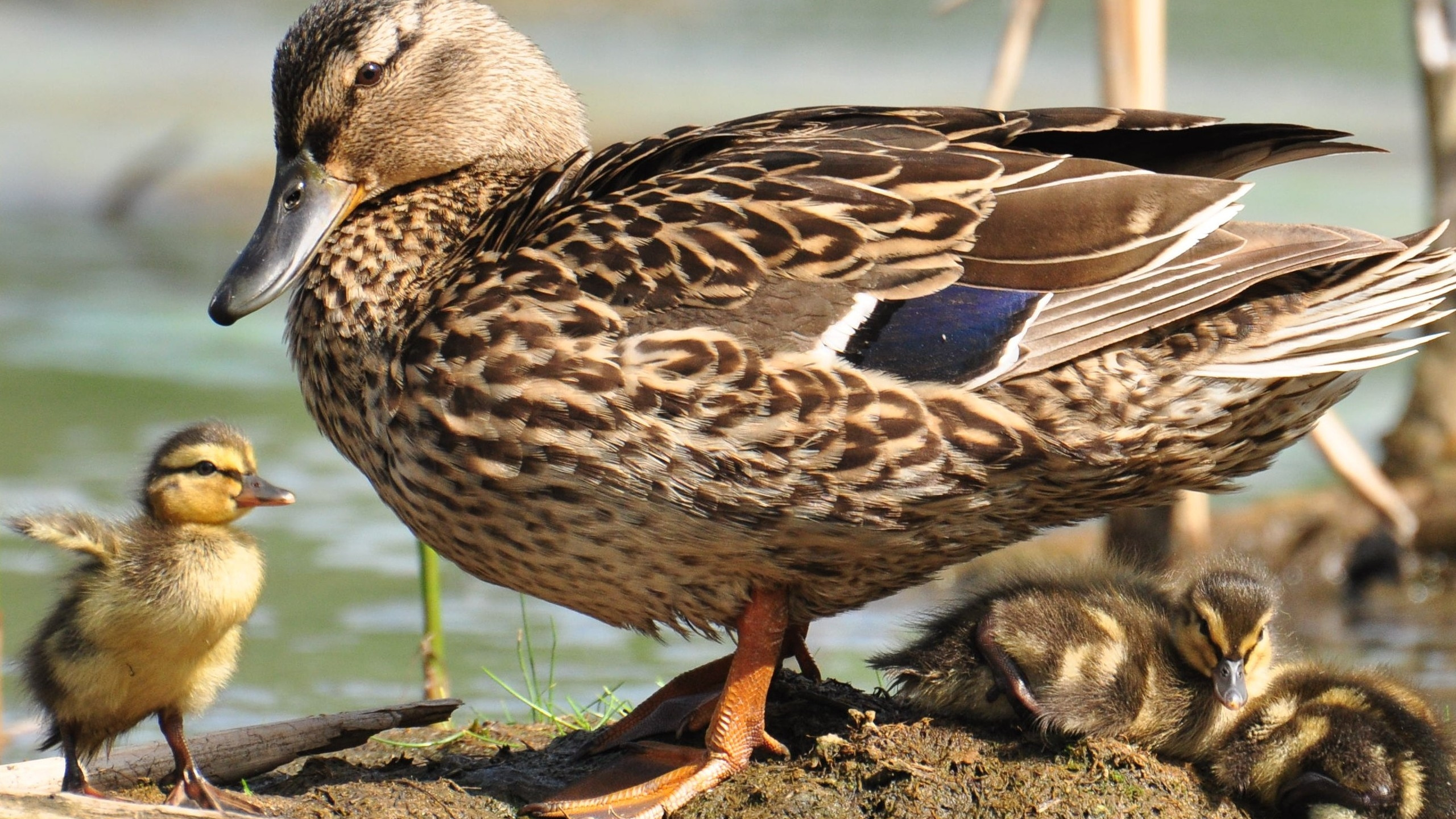 Обои утка, птица, клюв, водоплавающие птицы, Дикая утка в разрешении 2560x1440