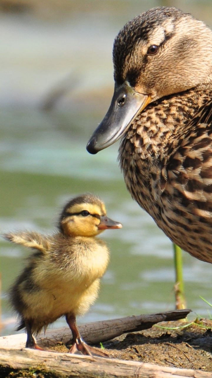 Обои утка, птица, клюв, водоплавающие птицы, Дикая утка в разрешении 720x1280