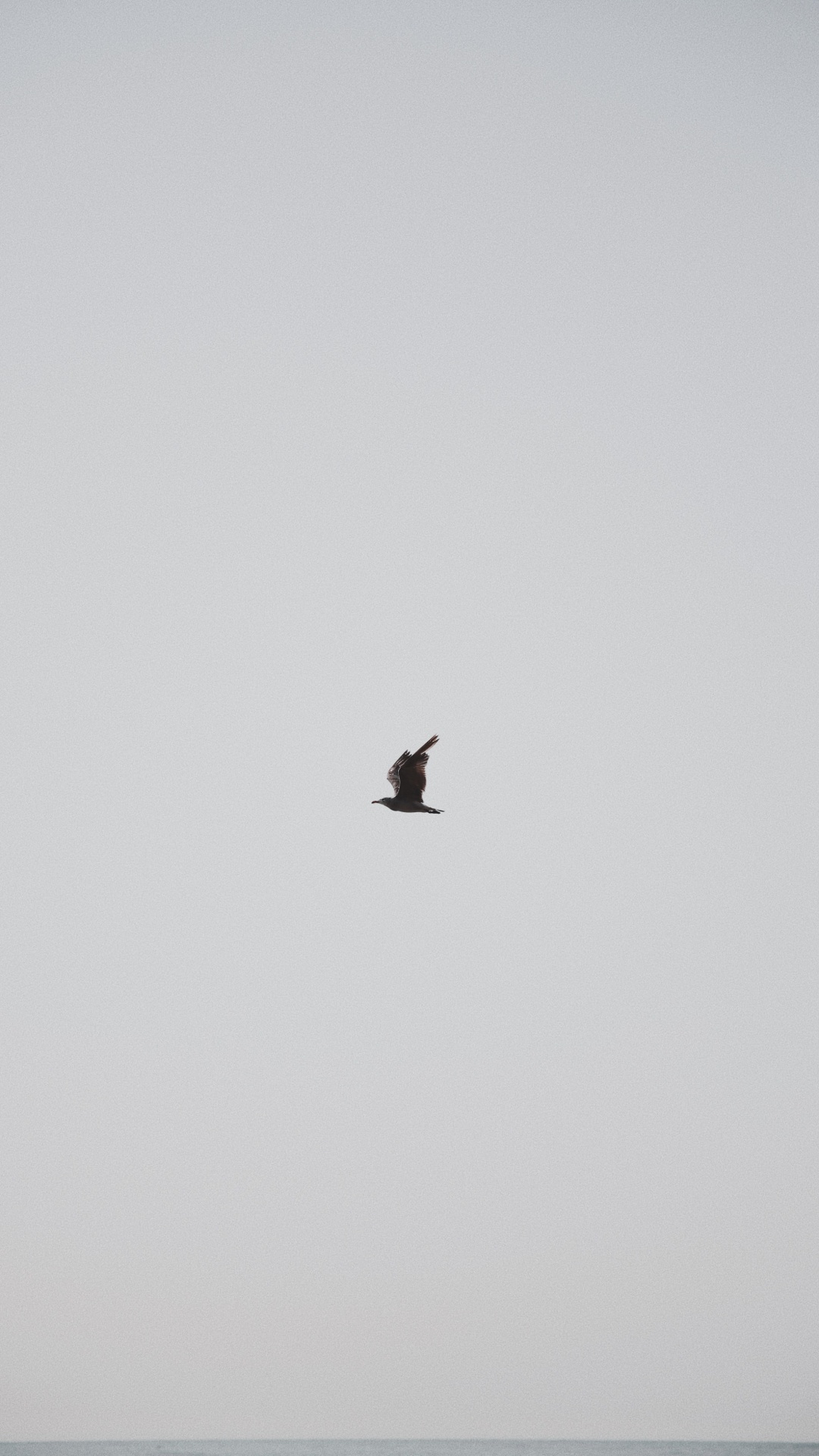 Обои птица, крыло, полет, клюв, морская птица в разрешении 1080x1920