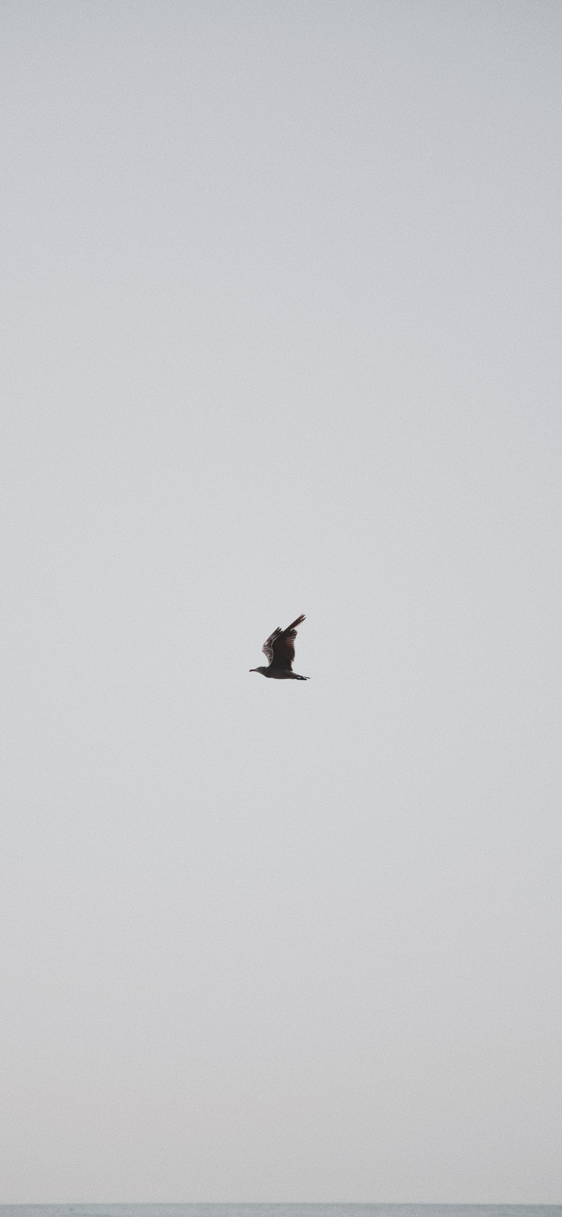 Обои птица, крыло, полет, клюв, морская птица в разрешении 1125x2436