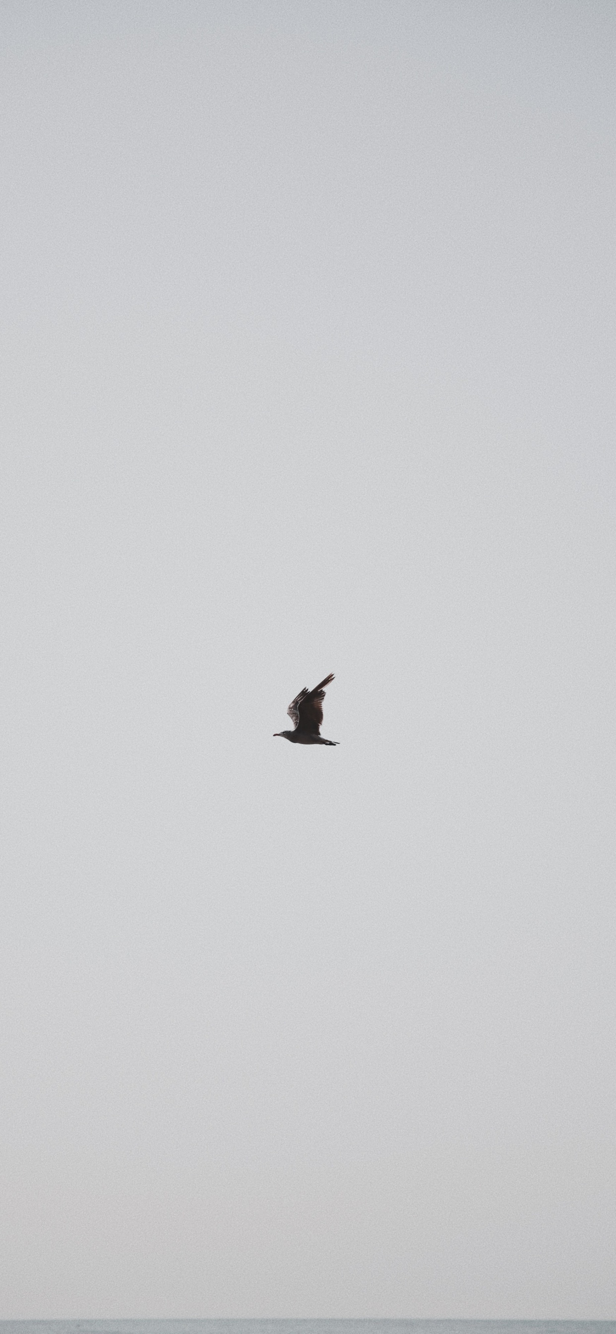 Обои птица, крыло, полет, клюв, морская птица в разрешении 1242x2688