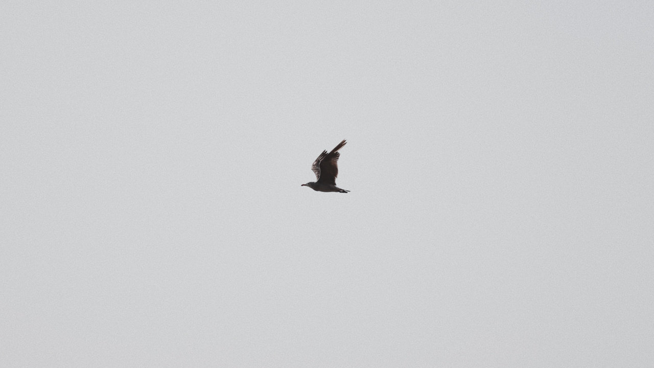 Обои птица, крыло, полет, клюв, морская птица в разрешении 1280x720