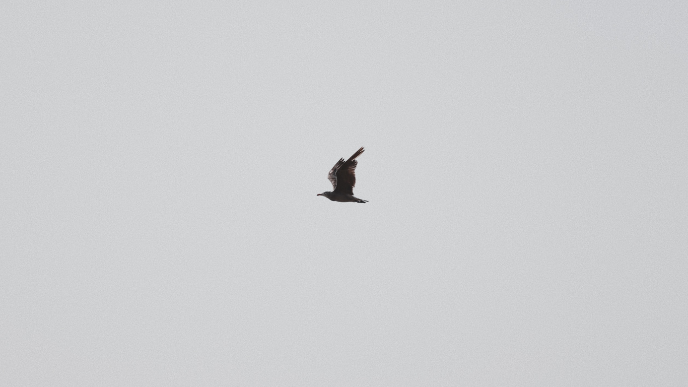 Обои птица, крыло, полет, клюв, морская птица в разрешении 1366x768