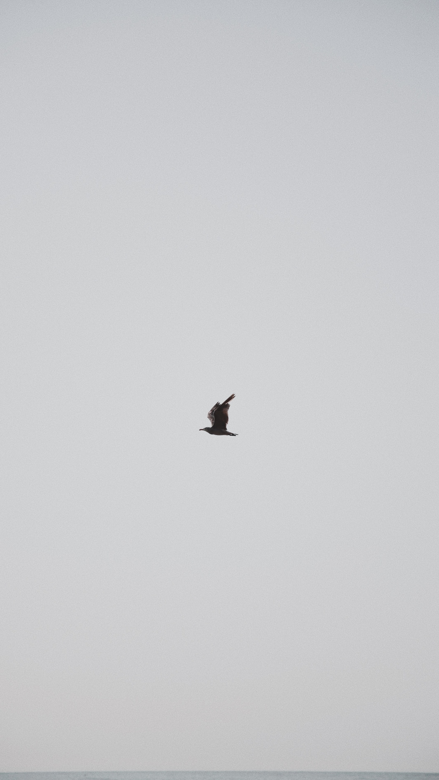 Обои птица, крыло, полет, клюв, морская птица в разрешении 1440x2560