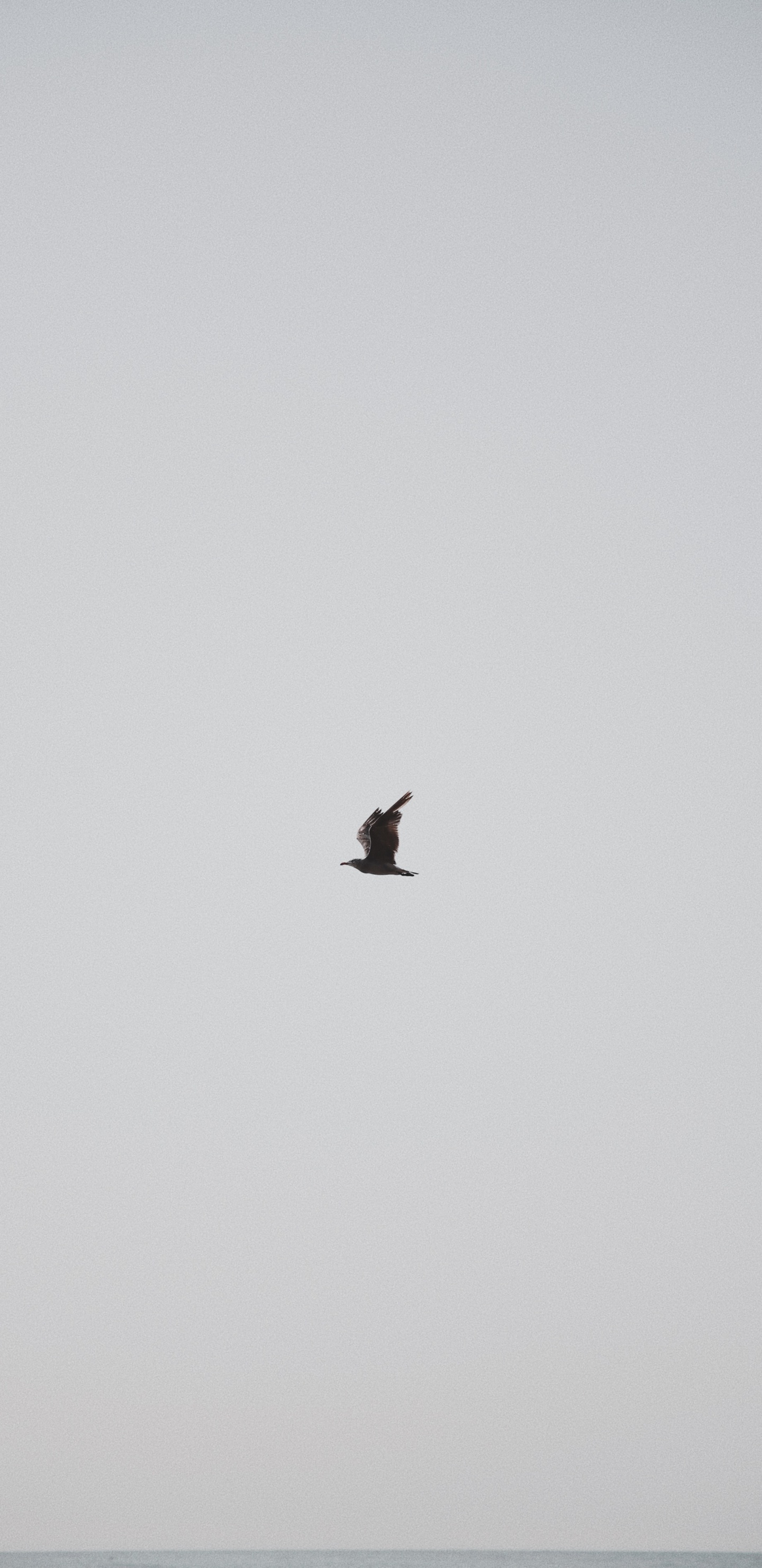 Обои птица, крыло, полет, клюв, морская птица в разрешении 1440x2960