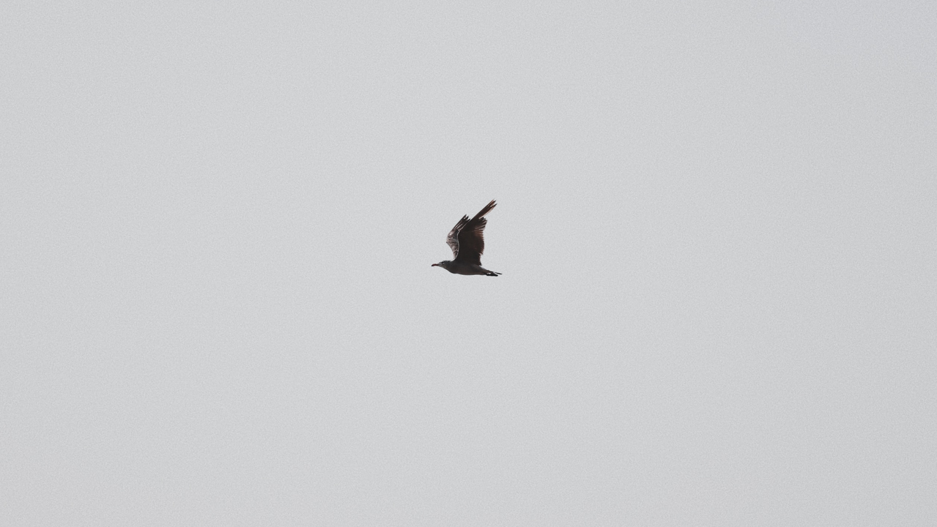 Обои птица, крыло, полет, клюв, морская птица в разрешении 1920x1080