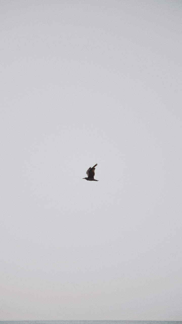 Обои птица, крыло, полет, клюв, морская птица в разрешении 720x1280