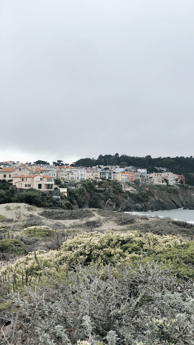 Обои побережье, растительное сообщество, биология, наука, растительность в разрешении 750x1334