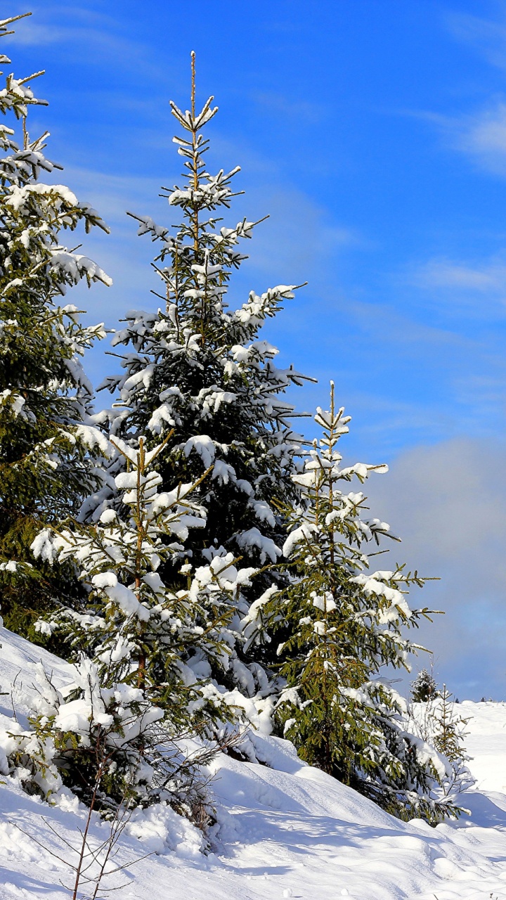 Обои снег, зима, природа, дерево, пейзаж в разрешении 720x1280