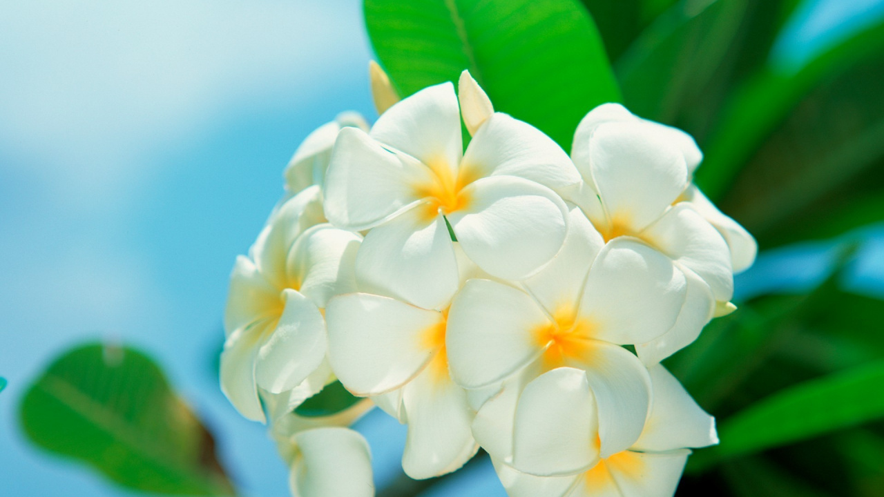 Обои франжипани, лепесток, цветковое растение, полевой цветок, жасмин в разрешении 1280x720