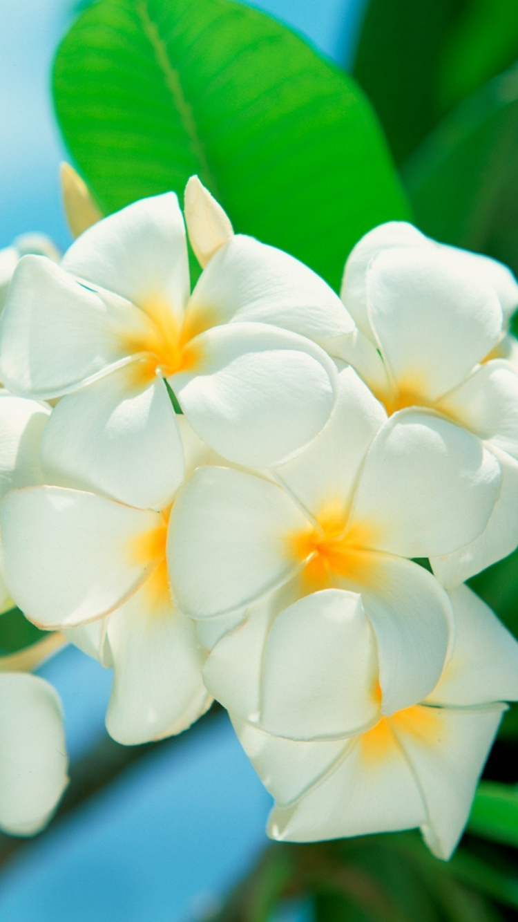 Обои франжипани, лепесток, цветковое растение, полевой цветок, жасмин в разрешении 750x1334