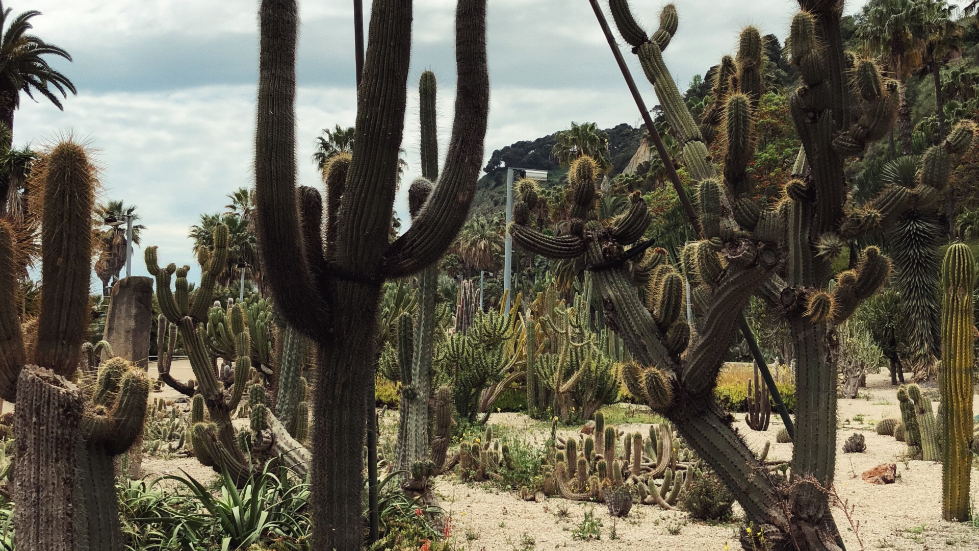 Обои цветок, растительность, кустарник, растение, растительное сообщество в разрешении 1920x1080