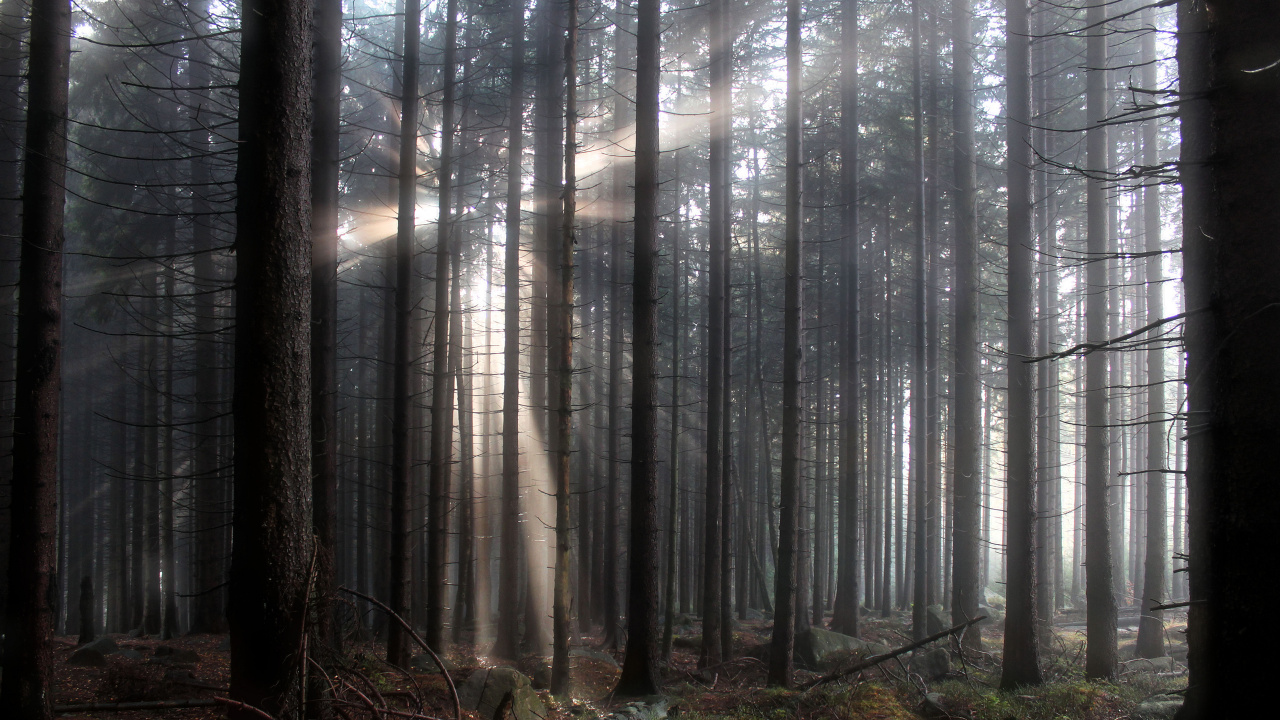 Обои лес, дерево, лесистая местность, свет, скат в разрешении 1280x720