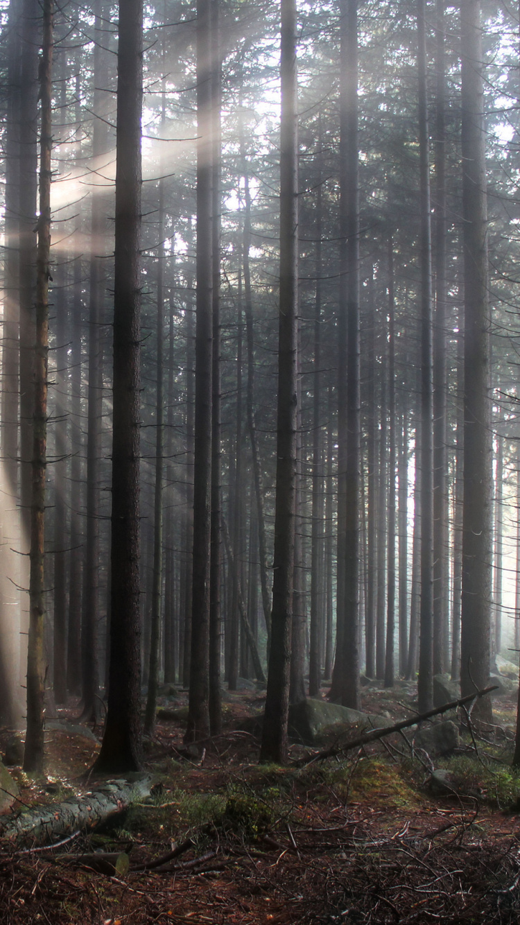 Обои лес, дерево, лесистая местность, свет, скат в разрешении 750x1334