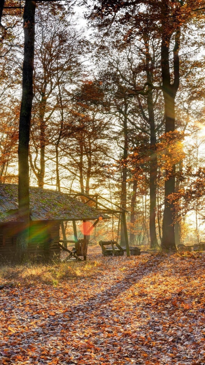 Обои бревенчатый домик, дерево, природа, лес, лесистая местность в разрешении 720x1280