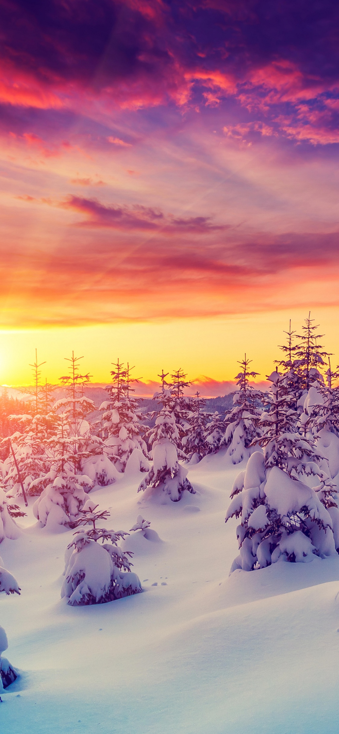 Обои зима, снег, природа, дерево, замораживание в разрешении 1125x2436