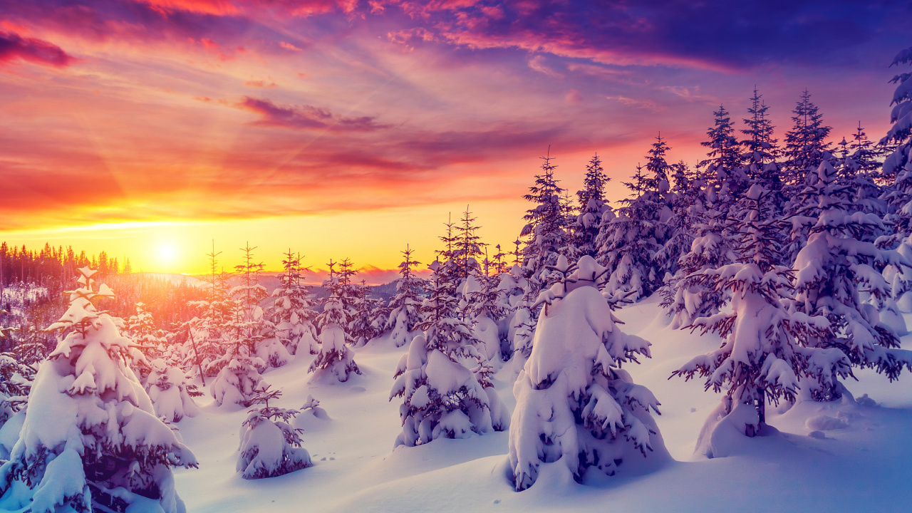 Обои зима, снег, природа, дерево, замораживание в разрешении 1280x720
