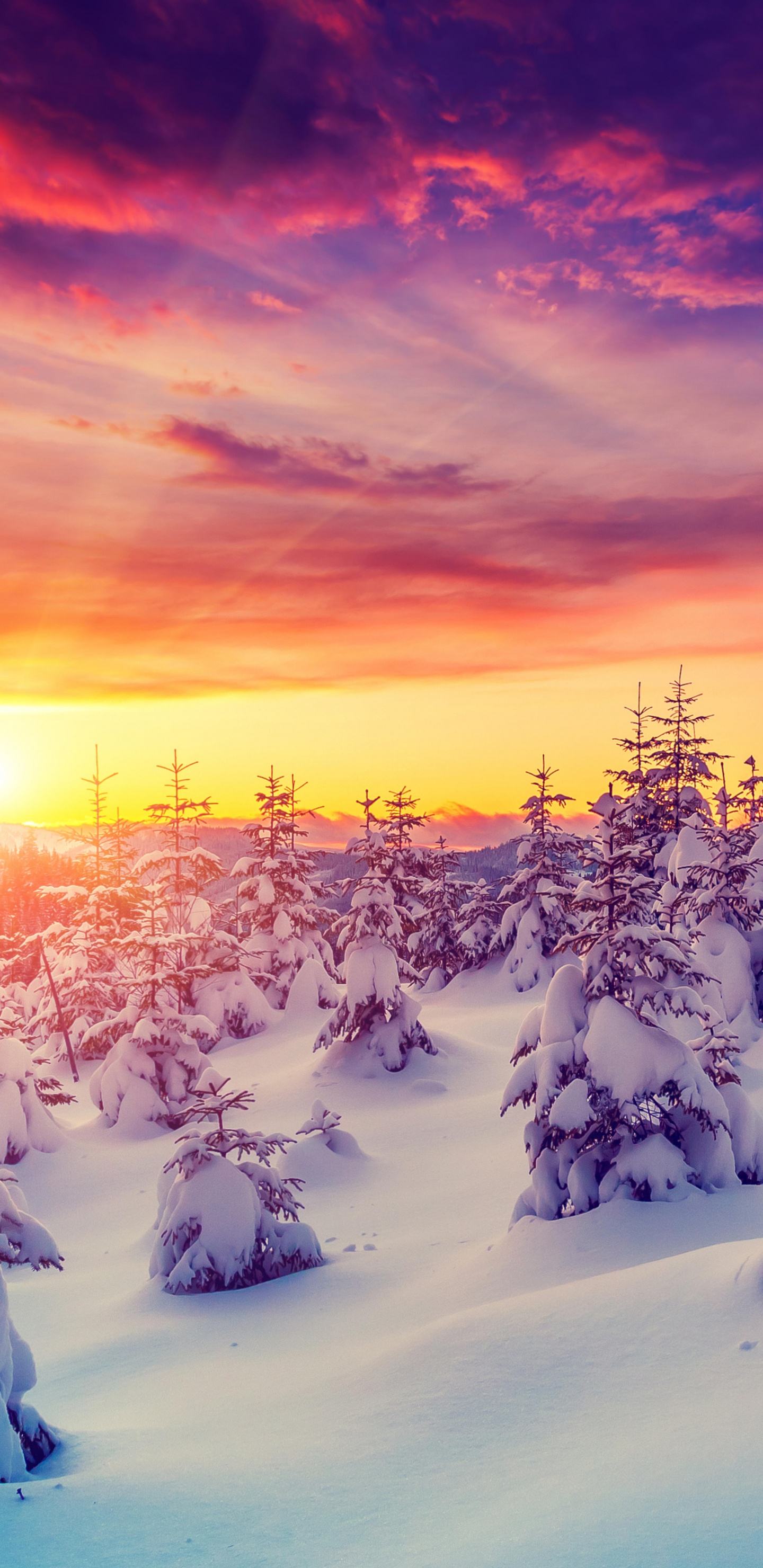 Обои зима, снег, природа, дерево, замораживание в разрешении 1440x2960