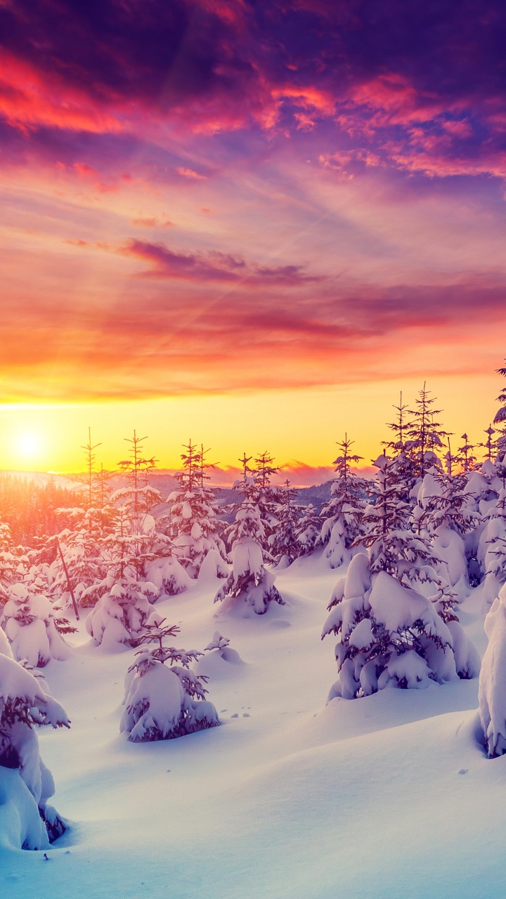 Обои зима, снег, природа, дерево, замораживание в разрешении 720x1280