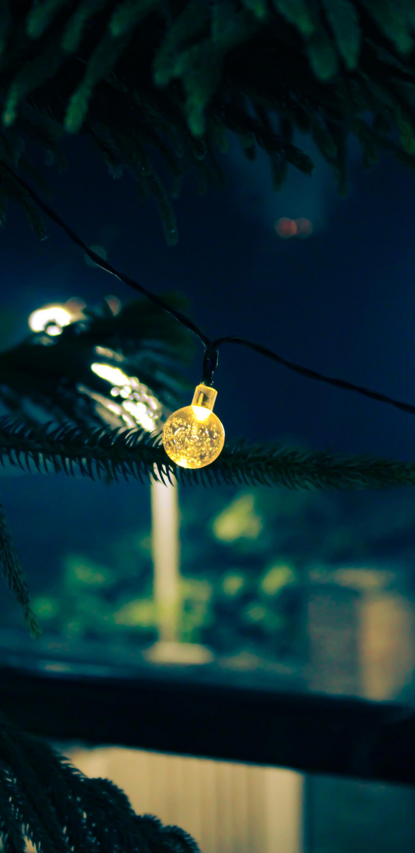 Обои ночь, лист, биология, рассада, наука в разрешении 1440x2960