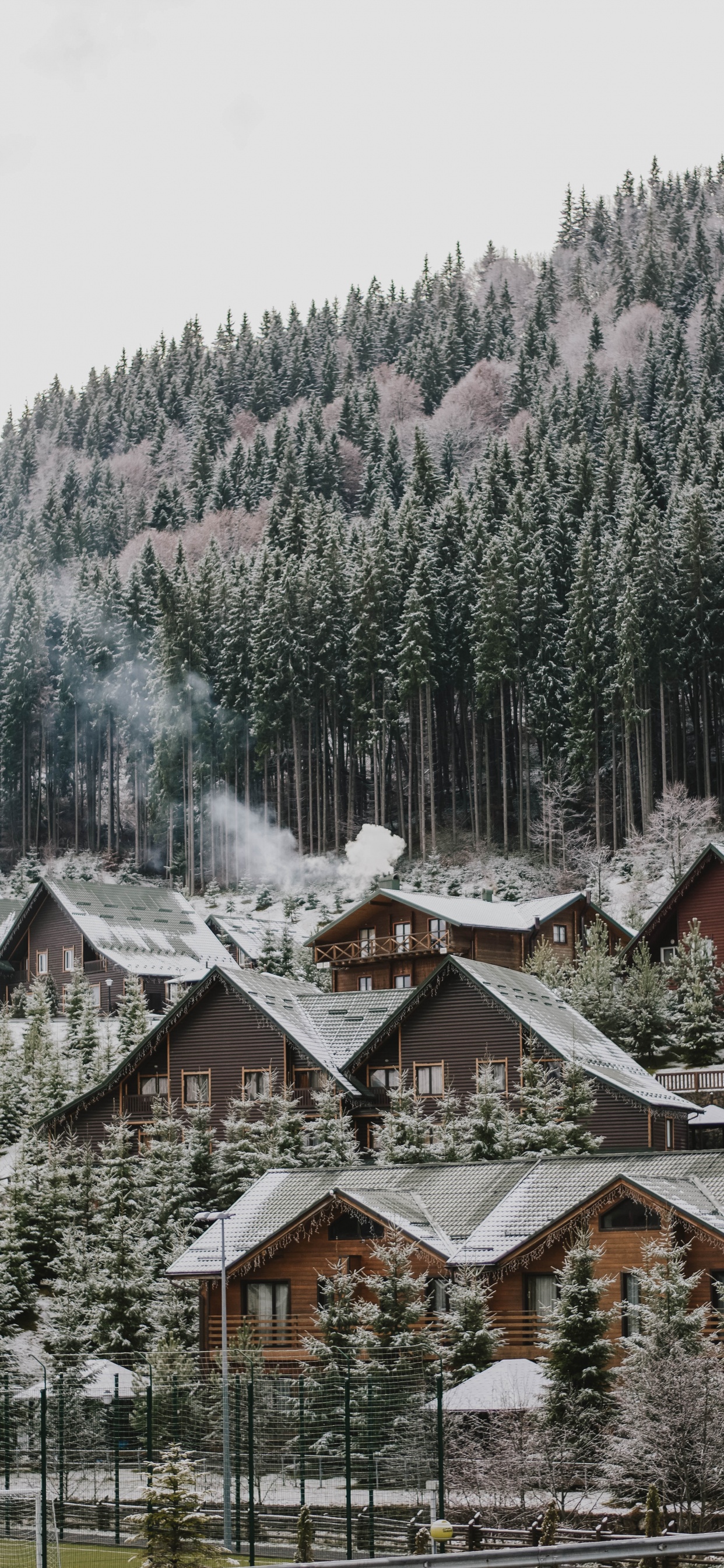 Обои дерево, снег, зима, родина, жилой район в разрешении 1242x2688