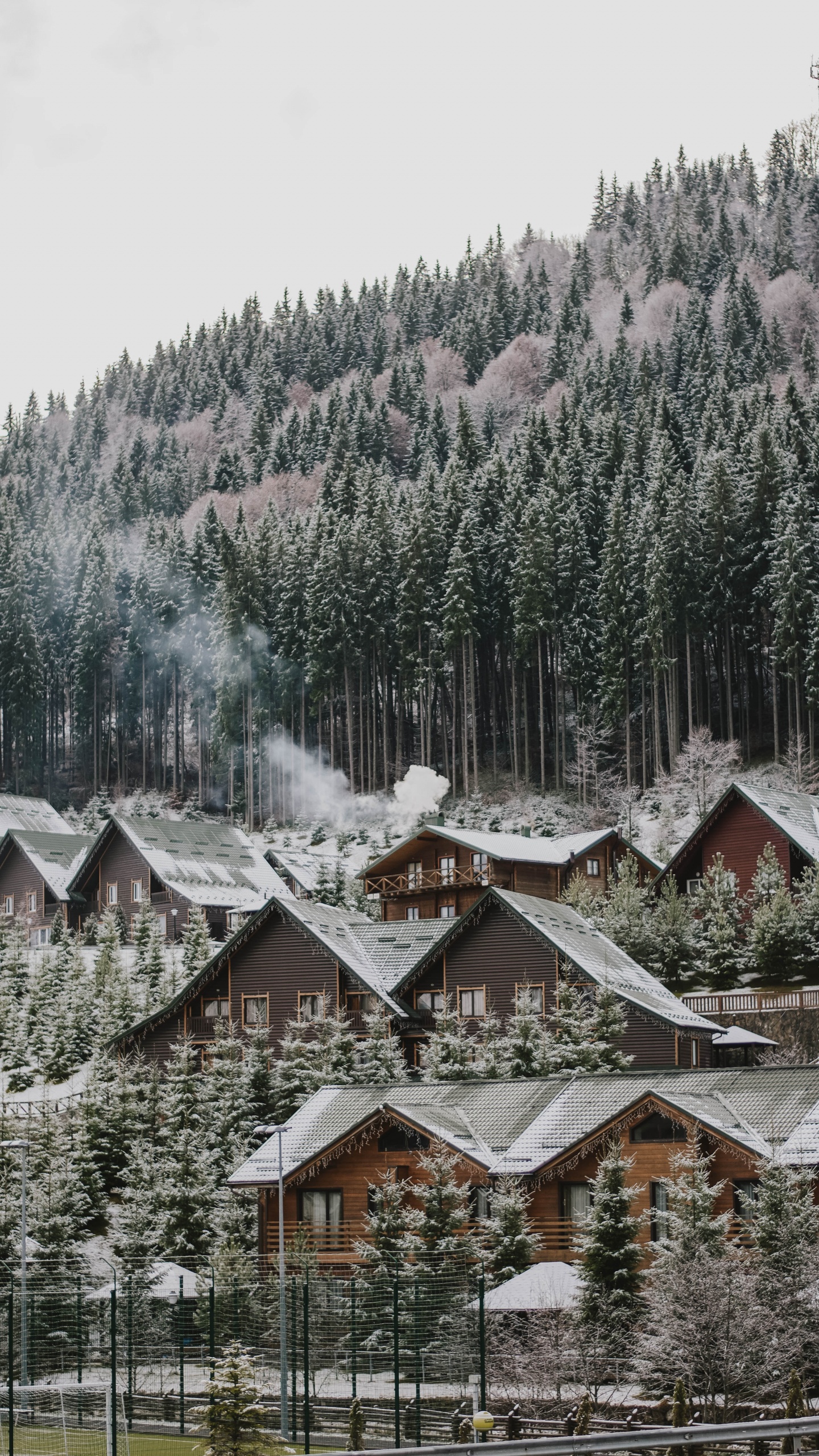 Обои дерево, снег, зима, родина, жилой район в разрешении 1440x2560