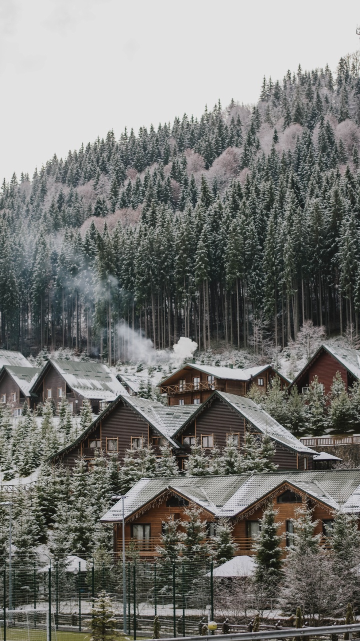 Обои дерево, снег, зима, родина, жилой район в разрешении 720x1280