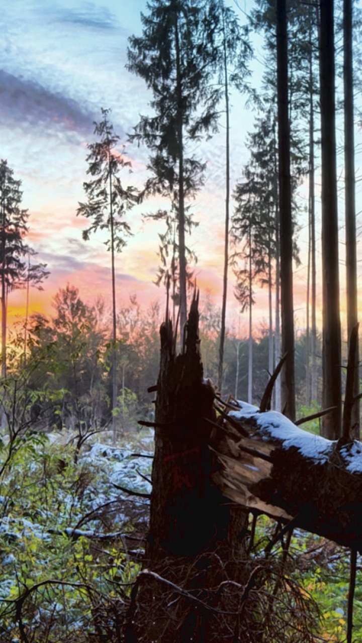 Обои природа, дерево, лес, биом, живая природа в разрешении 720x1280