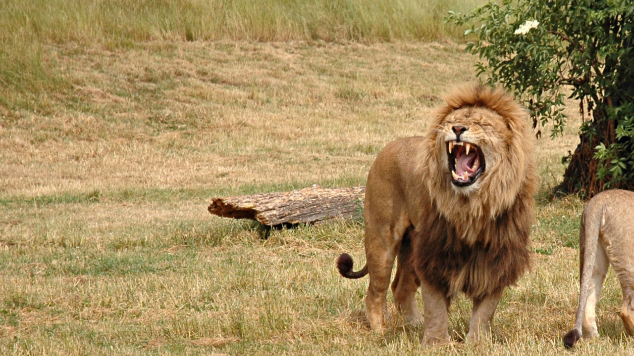 Обои национальный парк Крюгера, Лев, живая природа, масаи Лев, наземные животные в разрешении 1280x720