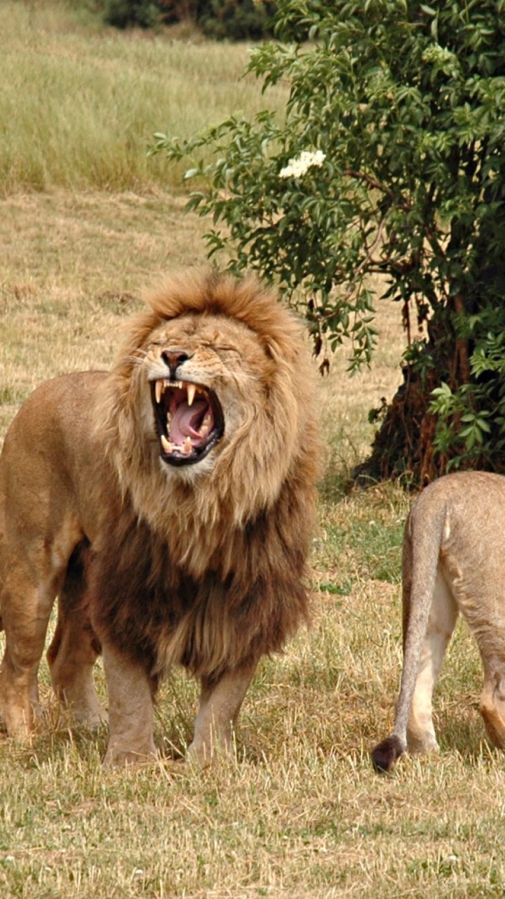 Обои национальный парк Крюгера, Лев, живая природа, масаи Лев, наземные животные в разрешении 720x1280