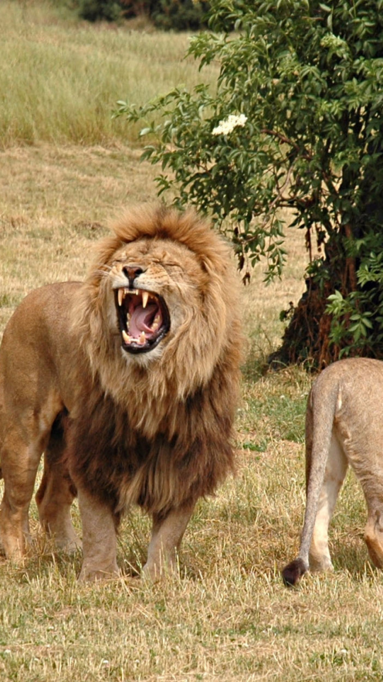 Обои национальный парк Крюгера, Лев, живая природа, масаи Лев, наземные животные в разрешении 750x1334