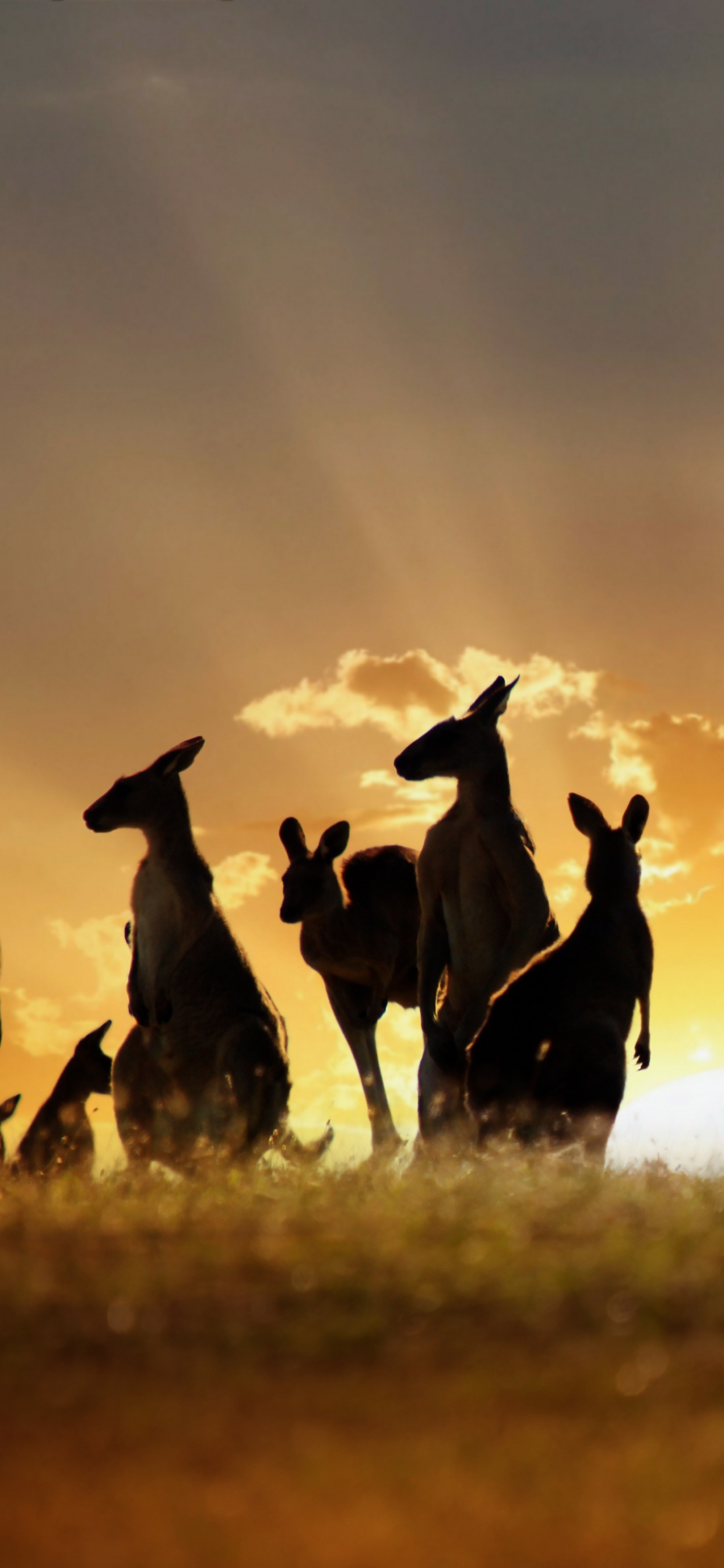 Обои стадо, живая природа, сенокосное угодье, экорегион, пейзаж в разрешении 1242x2688