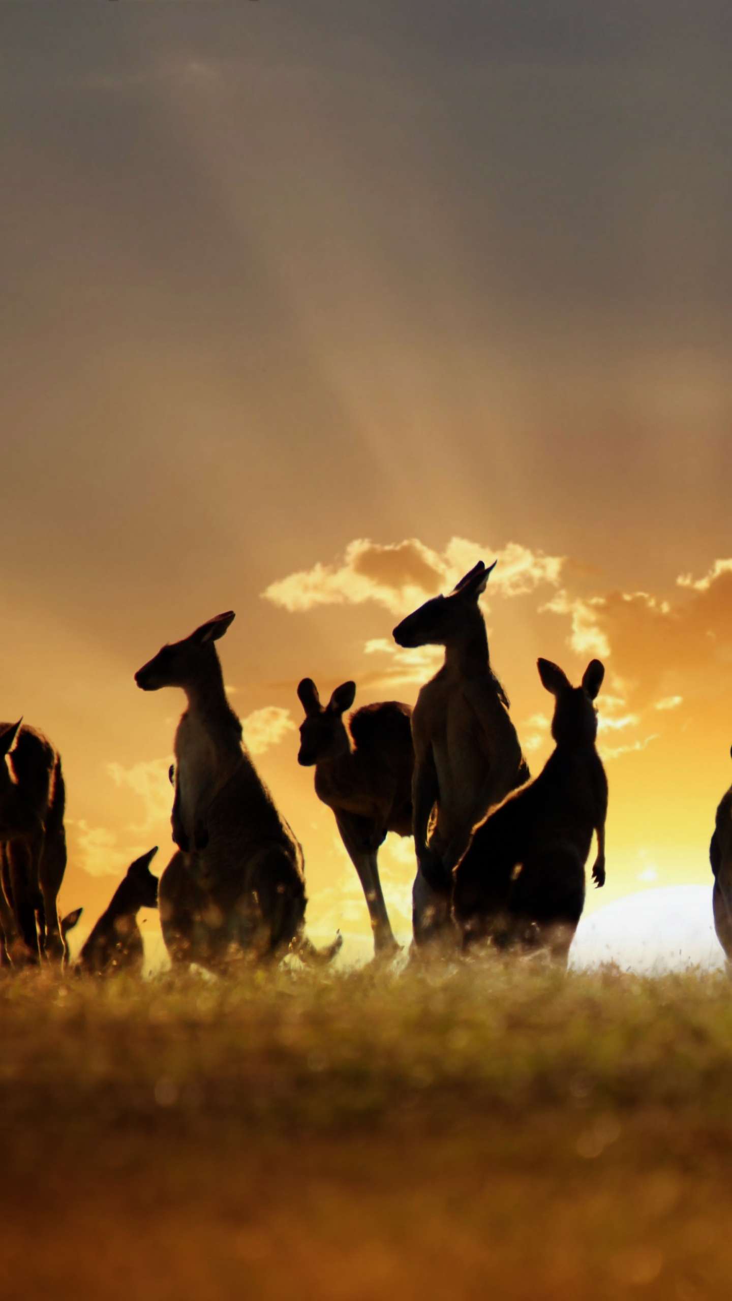 Обои стадо, живая природа, сенокосное угодье, экорегион, пейзаж в разрешении 1440x2560