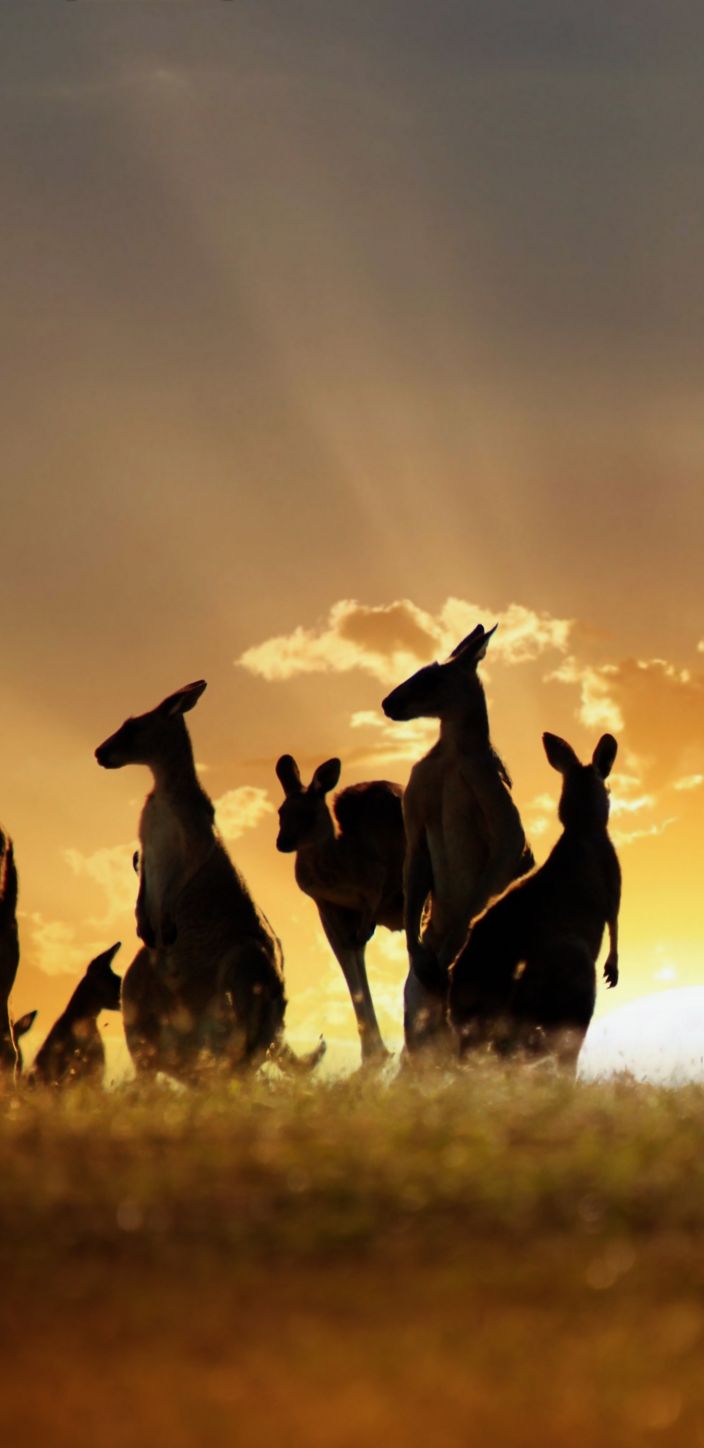 Обои стадо, живая природа, сенокосное угодье, экорегион, пейзаж в разрешении 1440x2960