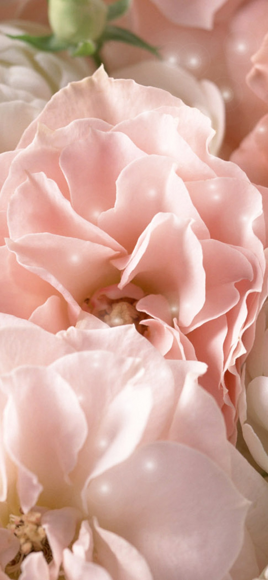 Обои цветок, Роза, пион, лепесток, розовый в разрешении 1125x2436