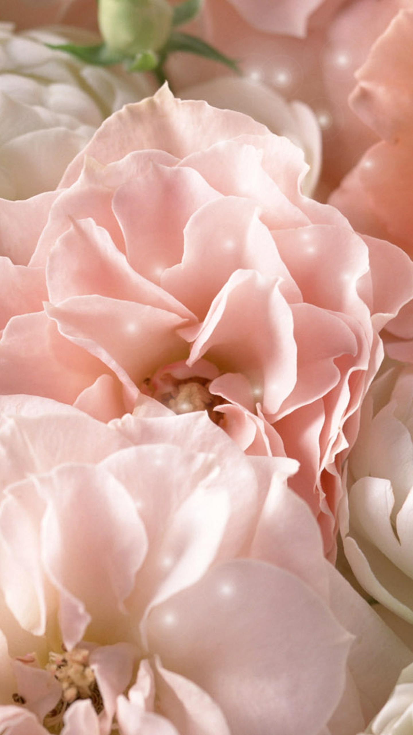 Обои цветок, Роза, пион, лепесток, розовый в разрешении 1440x2560