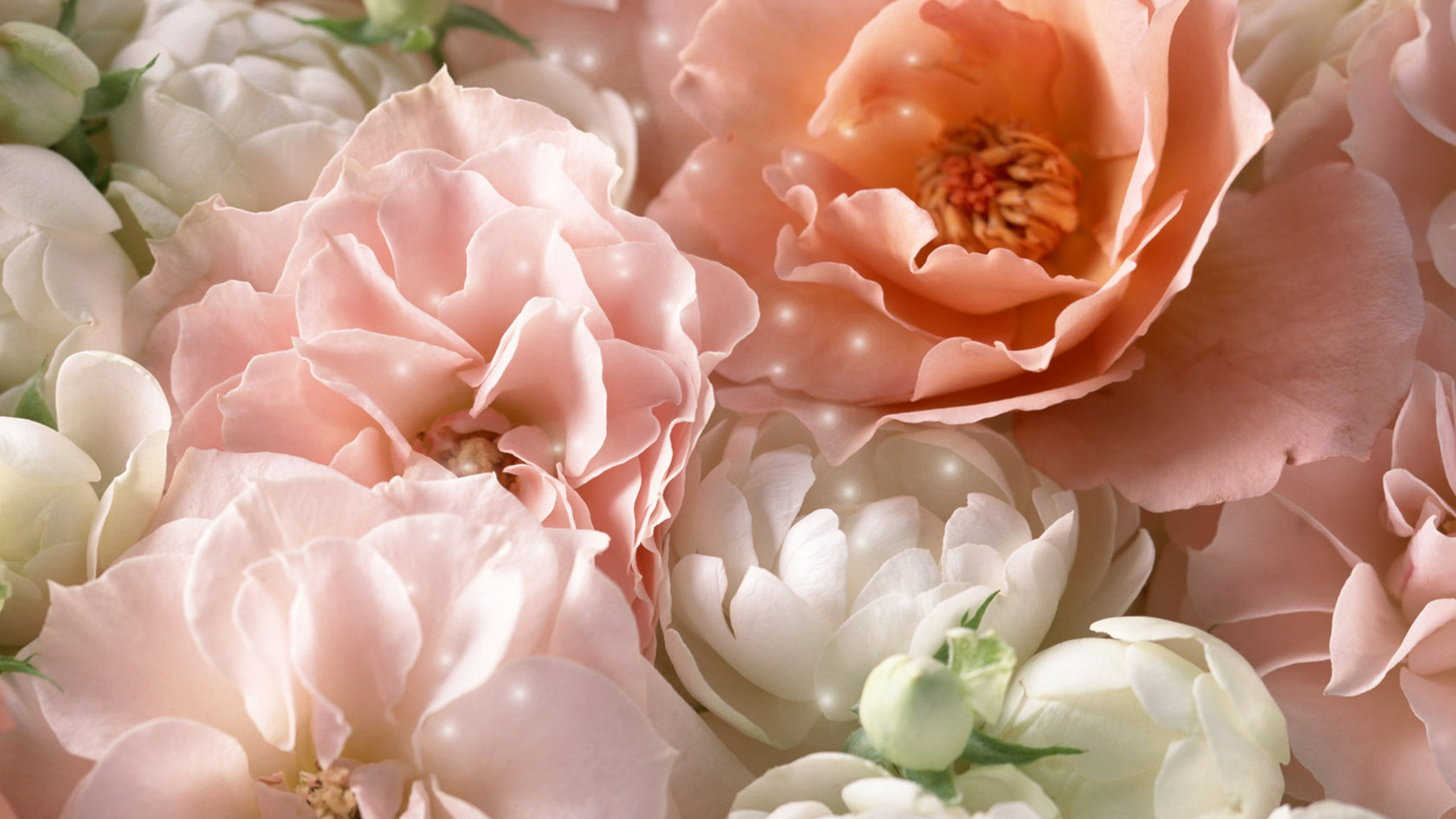 Обои цветок, Роза, пион, лепесток, розовый в разрешении 2560x1440