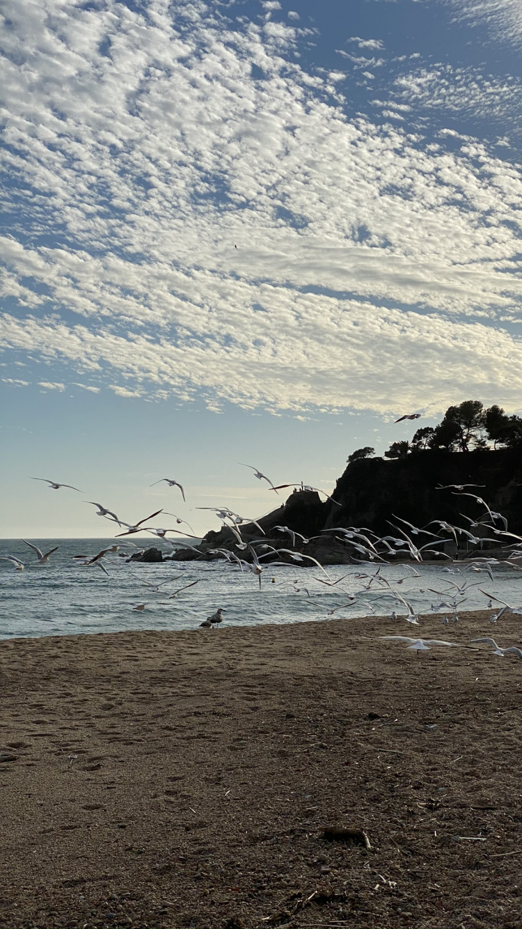 Обои море, вода, пляж, водоем, природа в разрешении 750x1334