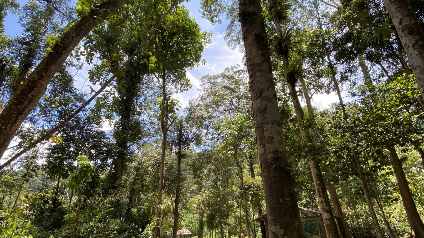 Обои растительность, биом, тропические леса, джунгли, природа в разрешении 1366x768