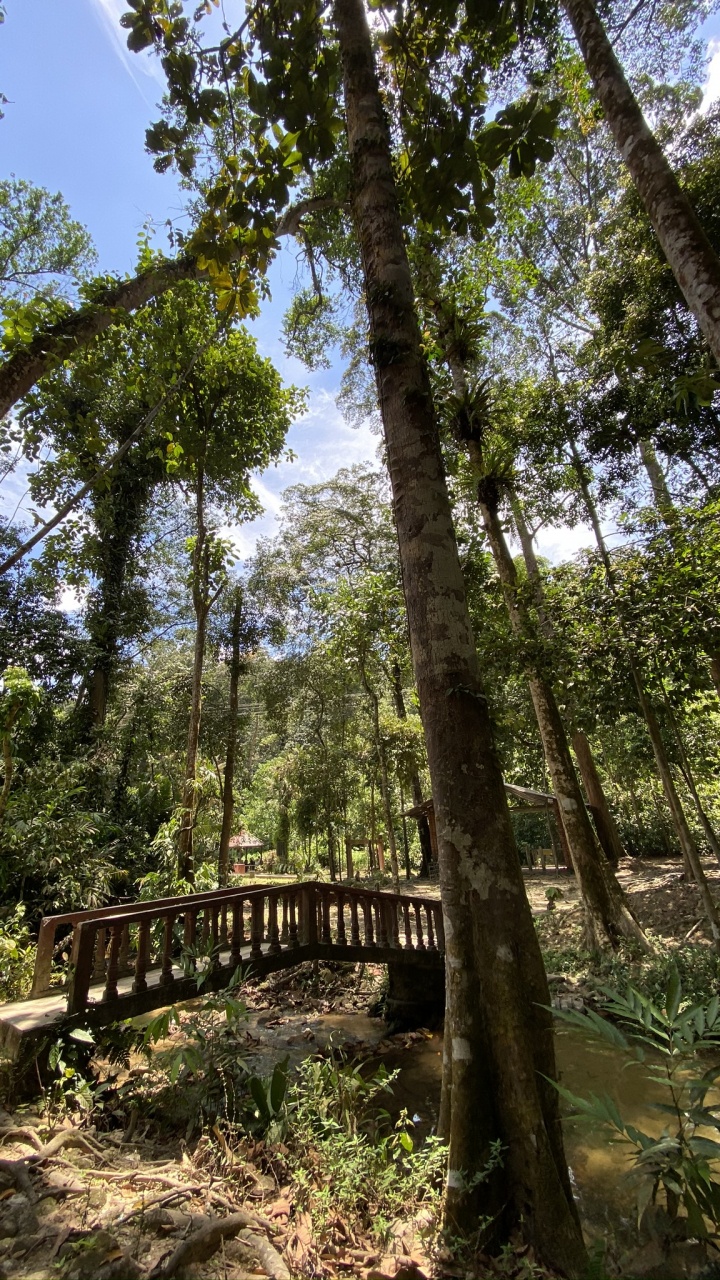 Обои растительность, биом, тропические леса, джунгли, природа в разрешении 720x1280