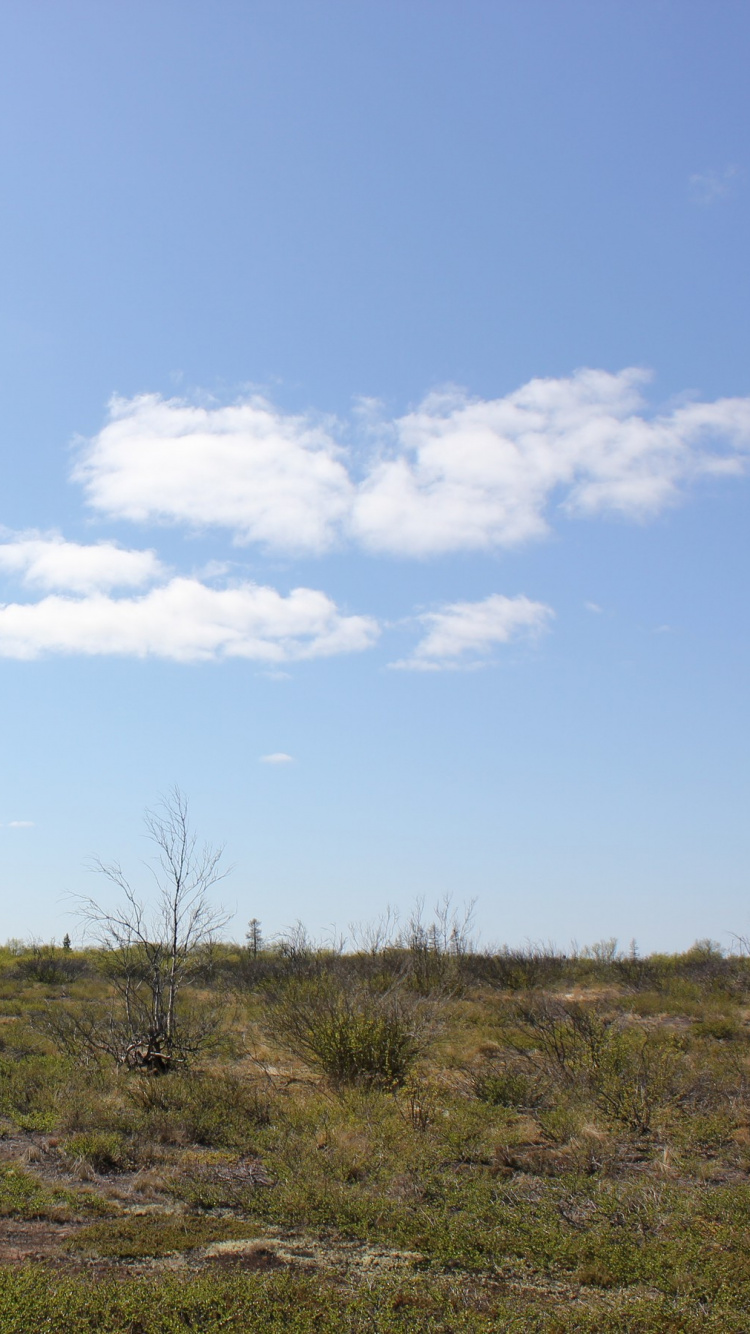 Обои земельный участок, сенокосное угодье, степ, облако, прерия в разрешении 750x1334