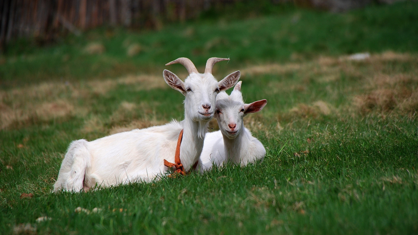 Обои Козлов, коза, домашний скот, луг, пастбище в разрешении 1366x768