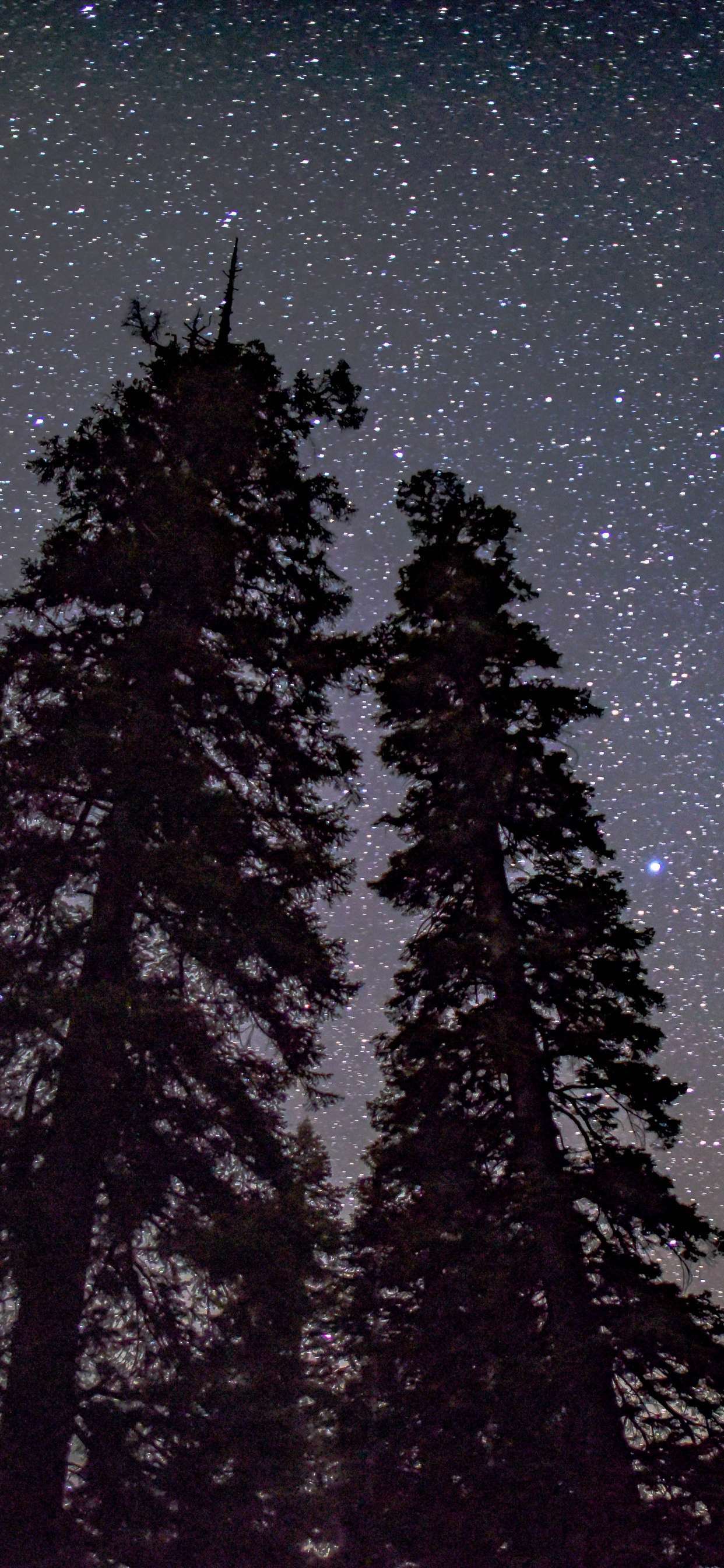 Обои сосна силуэт ночное небо, дерево, силуэт, сосна, атмосфера в разрешении 1242x2688