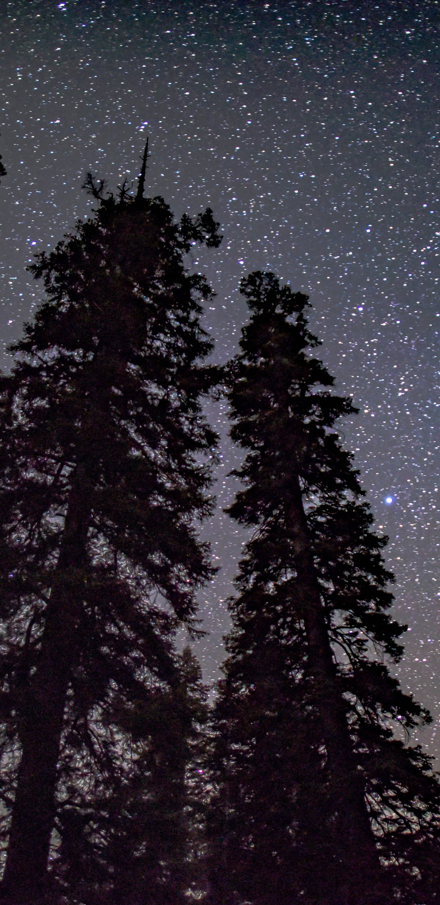 Обои сосна силуэт ночное небо, дерево, силуэт, сосна, атмосфера в разрешении 1440x2960