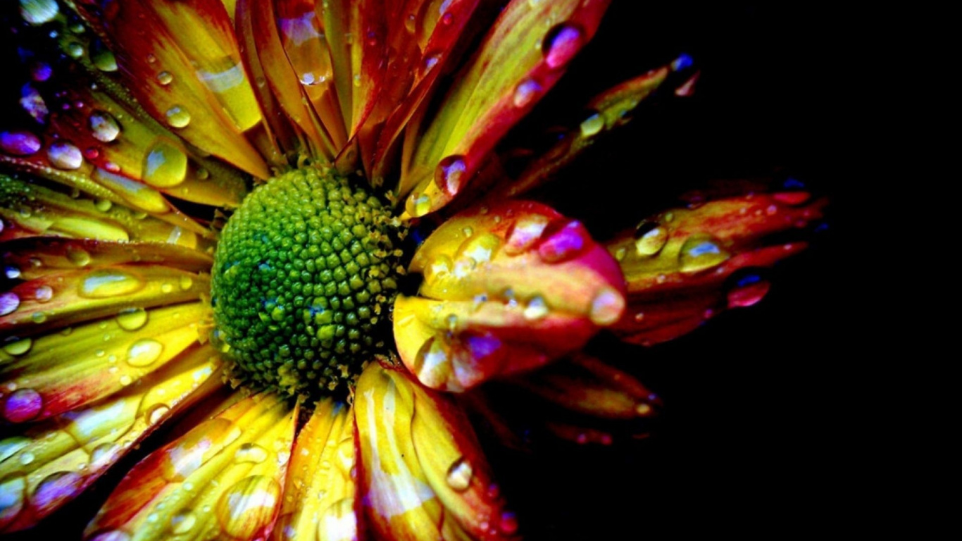 Обои лепесток, желтый, цветковое растение, растение, пыльца в разрешении 1366x768